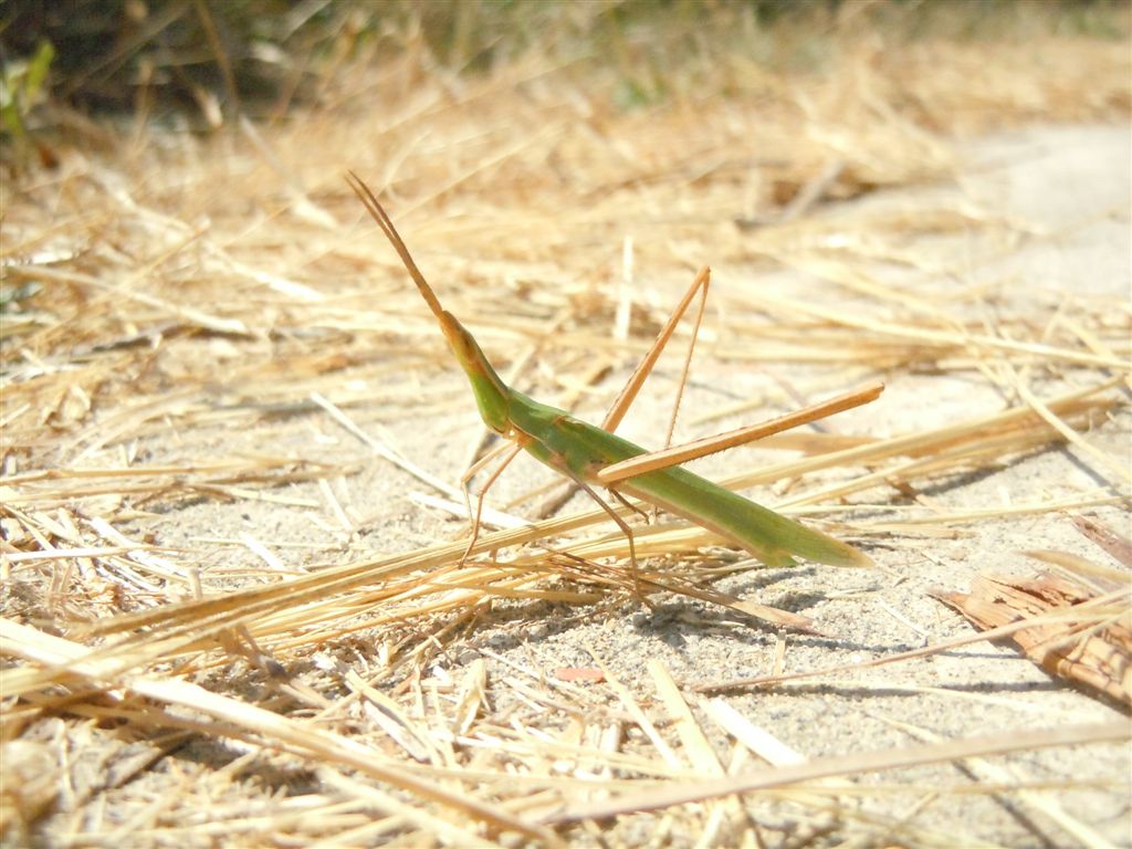 Acrida ungarica mediterranea?